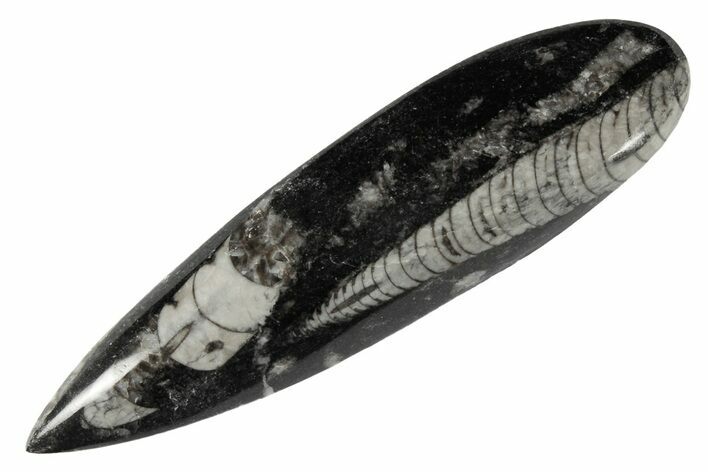 Polished Fossil Orthoceras (Cephalopod) - Morocco #182048